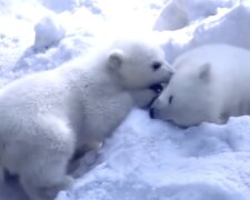 Eisbärchen. Quelle: sputnik.by