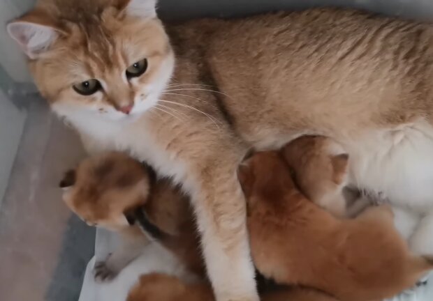 Katzenmama und ihre Babies. Quelle: Screenshot Youtube