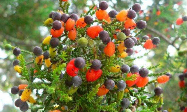 Wie sieht ein Baum  aus, auf dem 40 Obstsorten wachsen