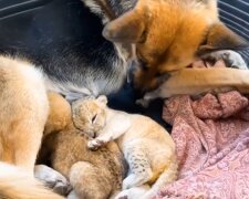 Schäferhündin und Löwenbabys. Quelle: Screenshot Youtube