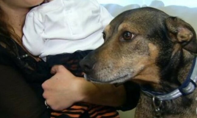 Die Familie nahm einen erwachsenen Hund aus dem Tierheim, nach einer Weile rettete er ihre Tochter