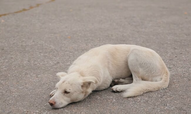 Hund. Quelle: Screenshot