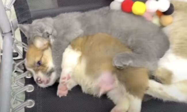 Kätzchen und Welpe. Quelle: Screenshot YouTube