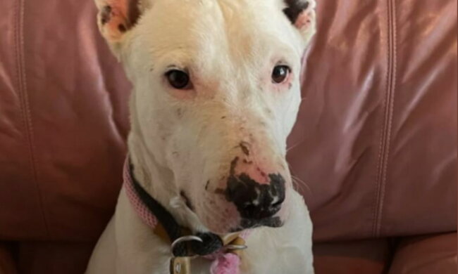 Geretteter Hund. Quelle: travelask.com