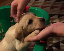 Labrador-Welpe. Quelle: YouTube Screenshot