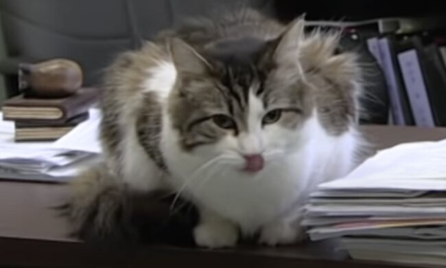 Oscar. Quelle: Screenshot YouTibe