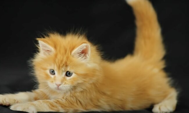 Kater. Quelle: Screenshot YouTube