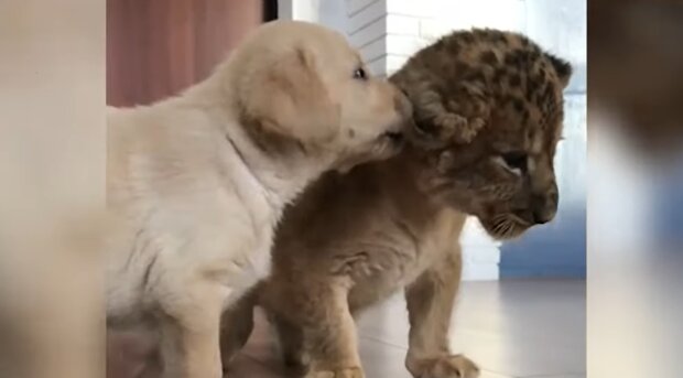 Welpe und ein Löwenjunges. Quelle: YouTube Screenshot