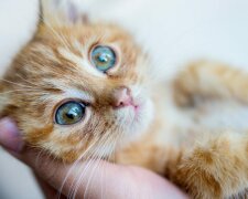 Die Kunst, mit einer Katze zu kommunizieren: Tierärzte erklärten, wie man eine Katze richtig hält