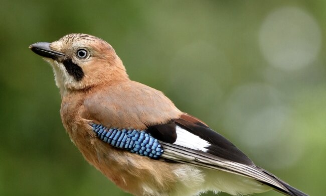 Eichelhähel. Quelle: Screenshot YouTube