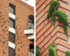 Warum Papageien an einem Backsteingebäude in Brasilien jahrelang nagen