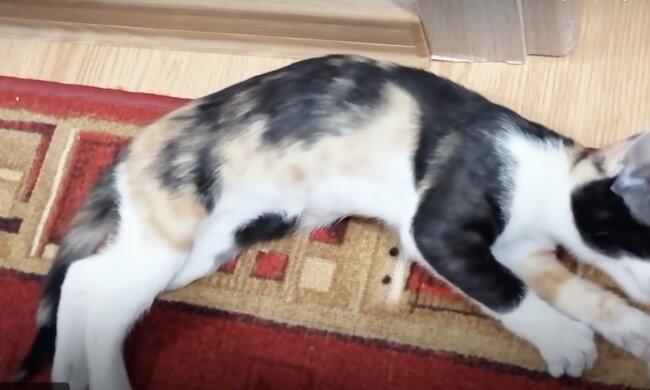 Känguru . Quelle: Screenshot YouTube