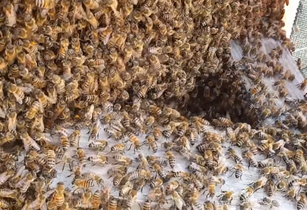 Bienenschwarm. Quelle: Screenshot Youtube