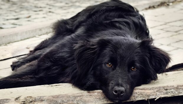 Dieser Hund ist der engste Verwandte des Obdachlosen geworden. Quelle: www. epochtimes.сom