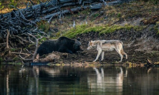 Begegnung von den Raubtieren in der Wildnis: ein Grizzlybär und Wolf, die an einem Teich auf einander stießen