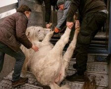 Tierrettung. Quelle: unian