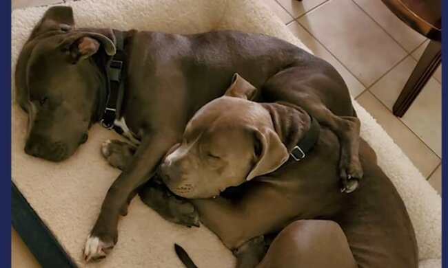 Ungewöhnlich freundliches Haustier. Quelle: Screenshot YouTube