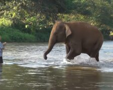 Tiere gehören in die Natur, nicht in den Zirkus. Quelle: Screenshot YouTube