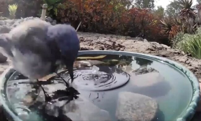 Ein Mann installierte eine Kamera an einem Brunnen, um herauszufinden wer aus ihm trinkt