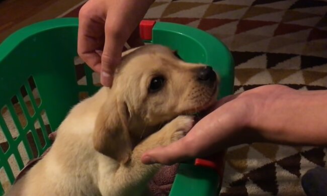 Labrador-Welpe. Quelle: YouTube Screenshot