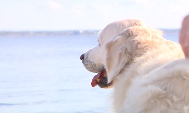 Der Hund. Quelle: Screenshot YouTube