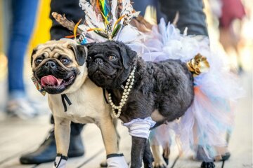 Eine Hundehochzeit: die Liebesgeschichte von Jasmin und Jasper