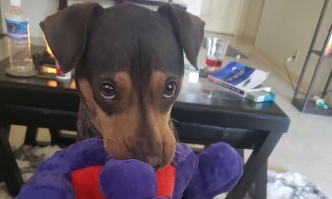 Sie sind auch scheu: Tiere, denen menschliche Gefühle nicht fremd sind