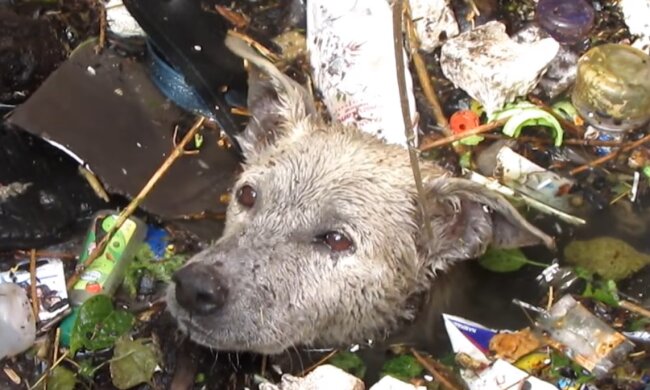 Bewegende Geschichte eines streunenden Hundes. Quelle: Youtube Screenshot