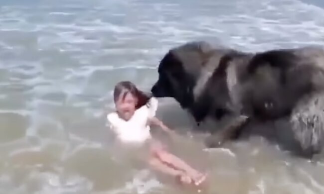 Hund-Retter. Quelle: Screenshot YouTube