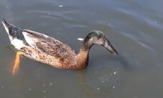 Long Boy. Quelle: YouTube Screenshot