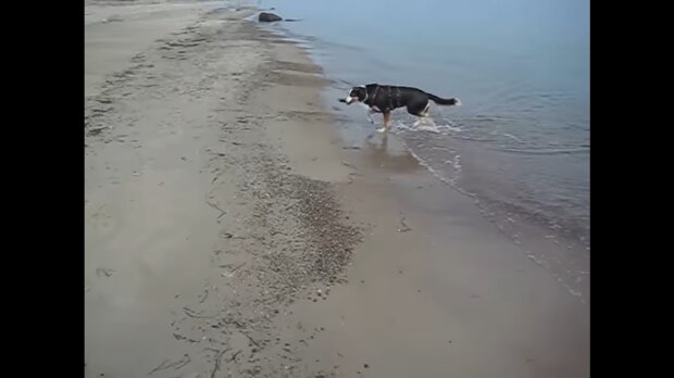 Hund im Wasser. Quelle: Youtube Screenshot