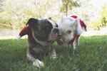 Das Schweinchen hält sich für einen Hund und lebt ein tolles Leben