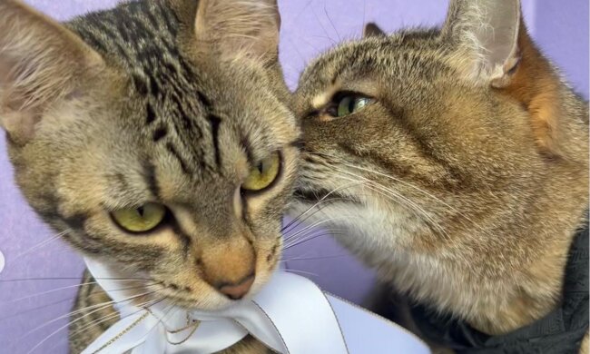 Kater Stepan und seine Geliebte Stefania. Quelle: Screenshot Youtube