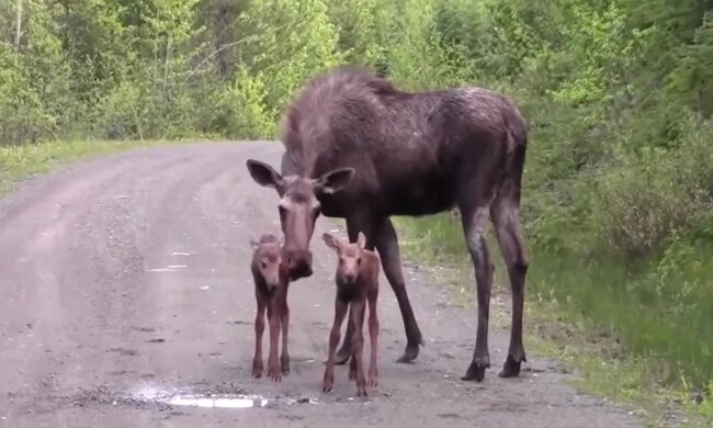 Elchmutti brachte ihre Kinder in den Hof eines Mehrfamilienhauses und richtete einen richtigen Kindergarten ein