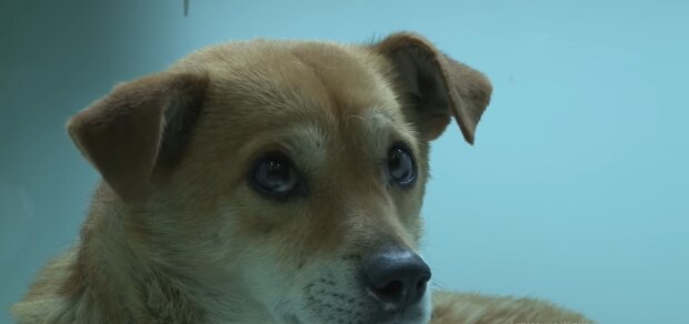 "Wir teilen den gleichen Schmerz": Ein Mann, der nicht mehr laufen kann, hat einen Hund mit demselben Problem aus einem Tierheim übernommen