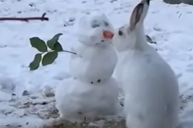 Ein Hase und ein Schneemann. Quelle: Screenshot YouTube
