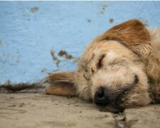 Der Hund überwand siebenhundert Kilometer extreme Strecke durch den Dschungel Ecuadors, um Besitzer zu gewinnen