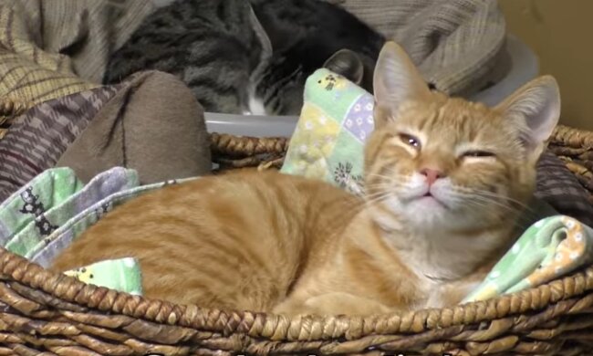 Katze im Tierheim. Quelle: Youtube Screenshot