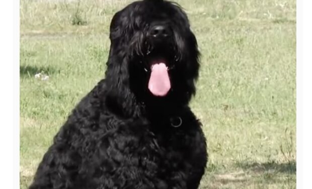 Hund. Quelle: Screenshot YouTube
