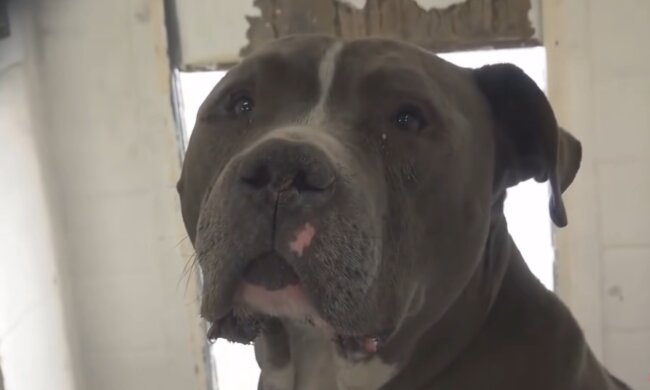 Hündin. Quelle: Screenshot Youtube