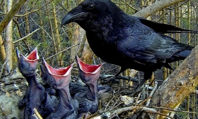 Die Frau schützte das Krähennest vor der Zerstörung, und als Dank dafür rettete der Vogel ihr Kind