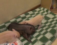 "Die liebenswertesten Geschöpfe": Wie ein Mann mit drei Minischweinen lebt