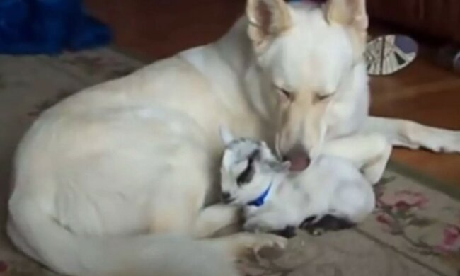 Liebevolle Pflege. Quelle: Screenshot YouTube