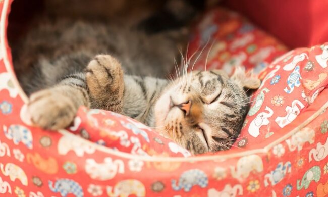 Inspirierende Tierpflege. Quelle: Screenshot YouTube