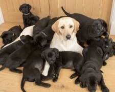 Welpen von ungewöhnlicher Farbe wurden bei der golden Labrador Hündin geboren