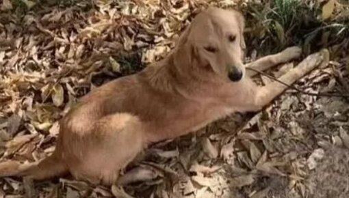 Der Hund wartete vier Monate lang auf seinen Besitzer und beschloss dann selbst zu handeln