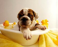 Hygiene für einen Hund: Prozeduren, die für Vierbeinigen durchgeführt werden sollten