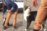 Die Katze geriet in eine Live-Sendung, um etwas Zuneigung zu bekommen
