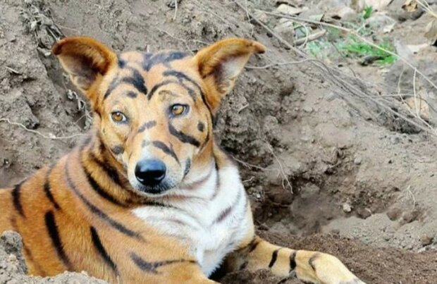 Der indische Bauer verwandelte seinen Hund in einen Tiger, um die Affen