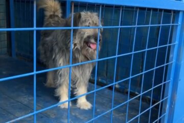 Niemand wollte den Hund wegen seines Gewichts von 40 kg in der Familie aufnehmen, aber es gelang ihm trotzdem, Besitzer zu finden